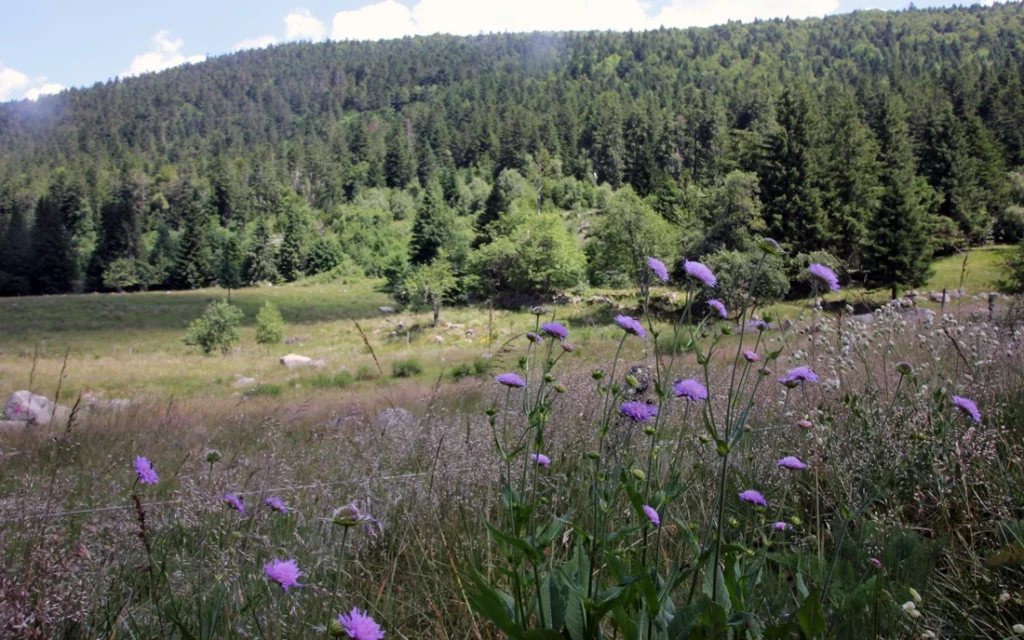 vallée fossat forez randonnée