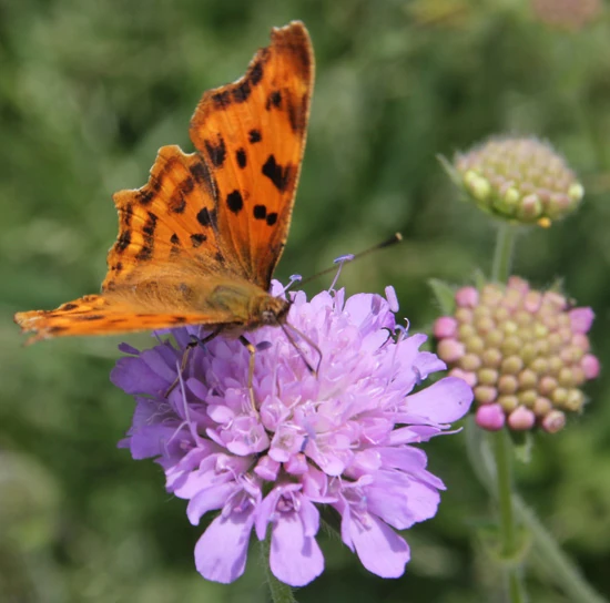 vallee fossat forez randonnee papillon